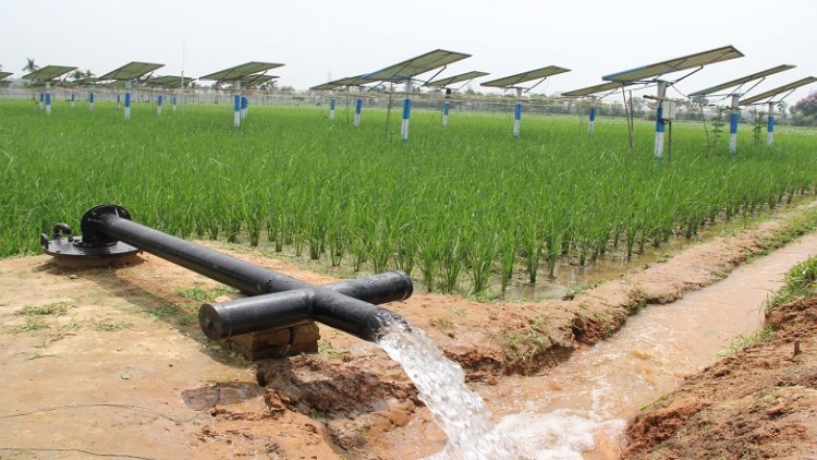 water-intensive-crops-financial-tribune